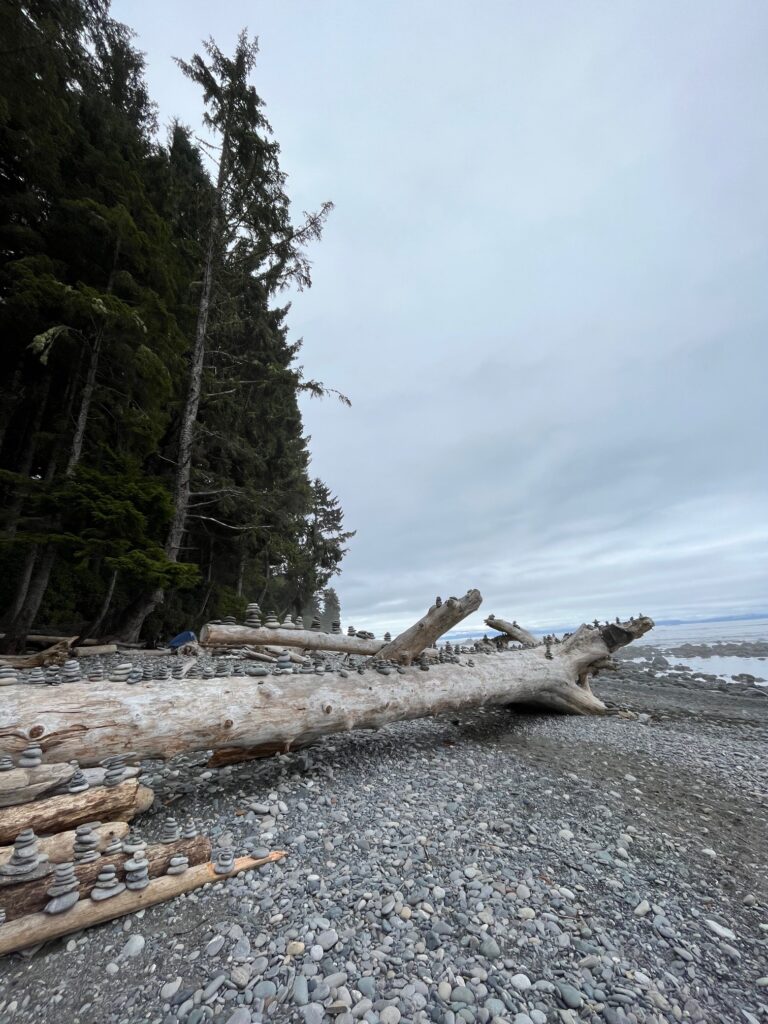 rocks and logs on beach
